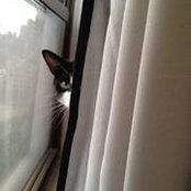 James Hom's photo
