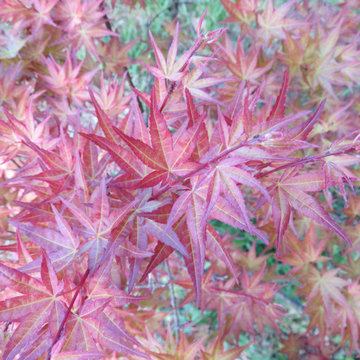 Japanese Maples