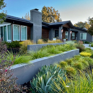 Alamo Modern Low Water Front Yard