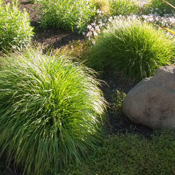 Drought Tolerant 3