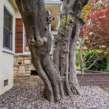 Zone 0 | Established Trees