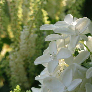 Plant Ideas & Colorful Combinations