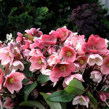Daniel Eginton Landscape Architects favorite perennials