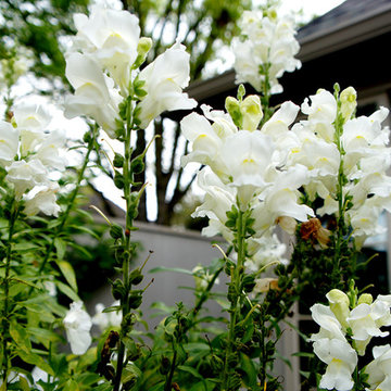 French Courtyard Gardens - Katy, Texas