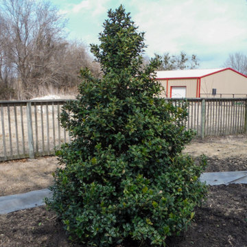 Evergreen Trees & Shrubs