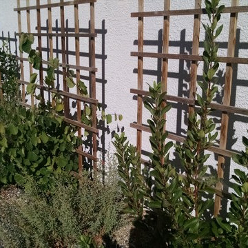 Espaliered toyon and redbud in narrow entryway