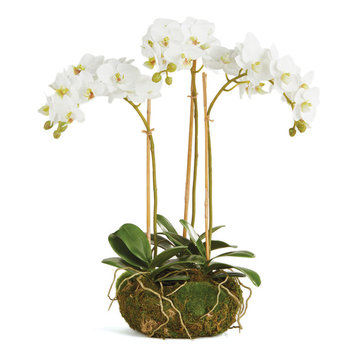 Phalaenopsis 16" Mini Garden Drop-In