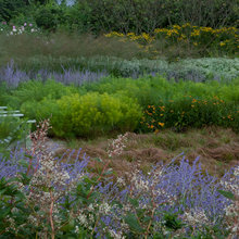 Meadow Garden
