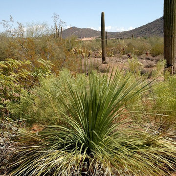 Southwestern Plants