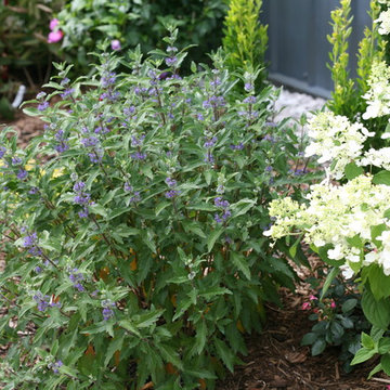 Beyond Midnight™ Bluebeard (Caryopteris)