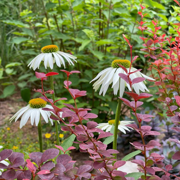 Echinacea and 'Orange Rocket' barberry vignette