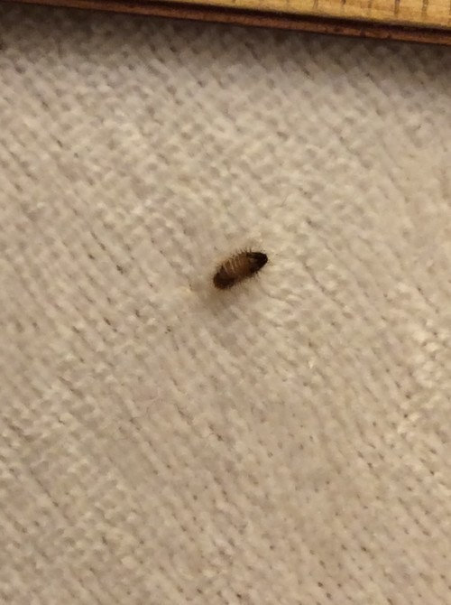 Bug In My Bedroom What Is It