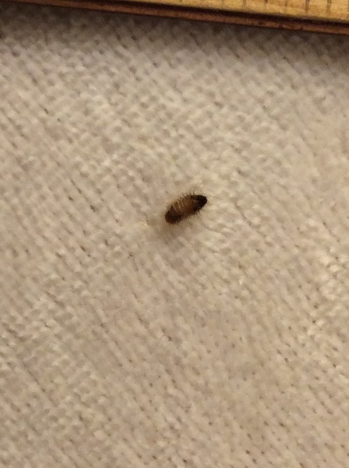 Bug in my bedroom what is it?