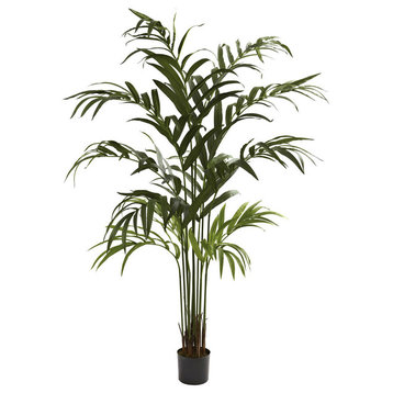 6' Kentia Palm Tree