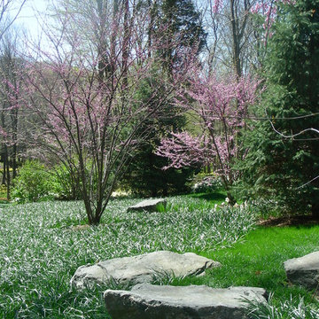 Woodland Garden