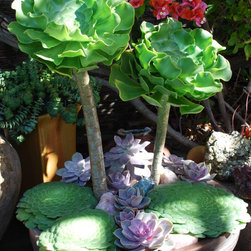 Container Arrangements - Plants