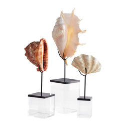Curated Sea Shells - Decorative Accents