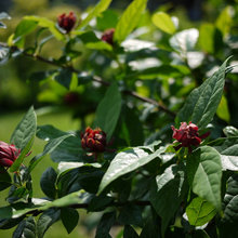 Fall deer resistant plants