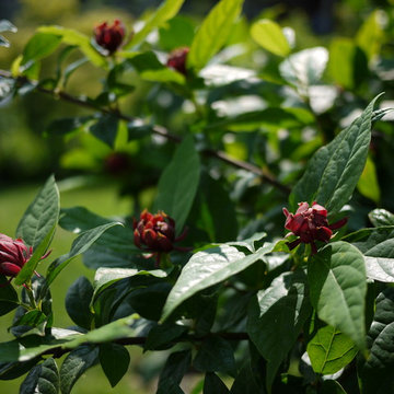Carolina Allspice (Calycanthus floridus)