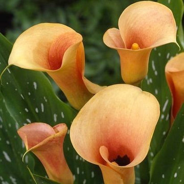 Zantedeschia (Calla Lilies)