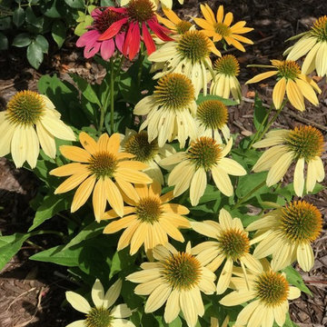 Plantings