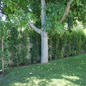 SHADYGLADE x LANDSCAPE