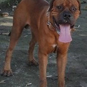 Foto von Ramon Villalobos