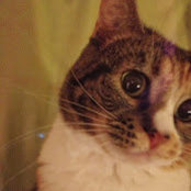 Nicole Bikman's photo