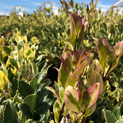 Current Featured Plants - Products