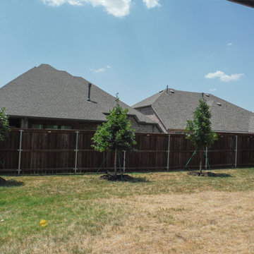 Shade Trees for Texas