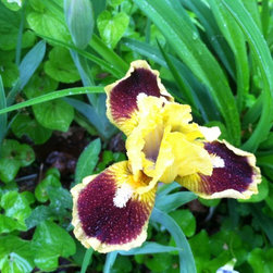 Iris - Products