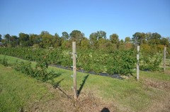 Blackberries Erect vs. Semi Erect Vs. Trailing