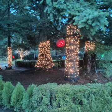 Holiday Light in Woodinville