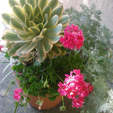 Container Gardens