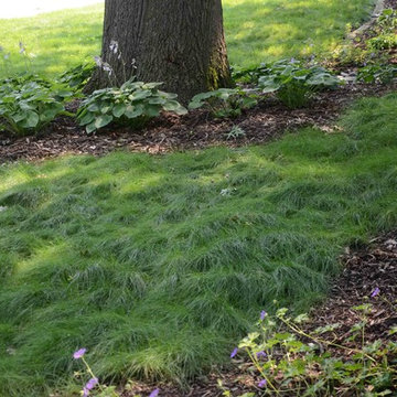 Shady Front Yard Garden