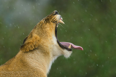 Lioness Yawn (colour), Print