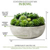 Echeveria Succulent Mix In Bowl