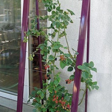 Trellis