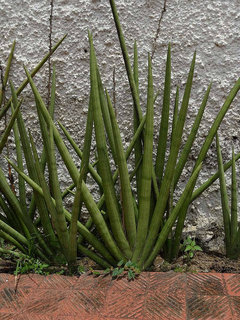Tallest Sansevieria? | Houzz Forum