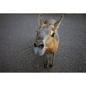 Jhon Gibson's photo