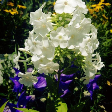 David Phlox