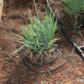 Drip Irrigation Done Right