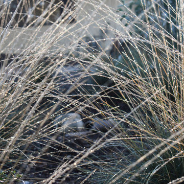 Poway CA-Native Landscape