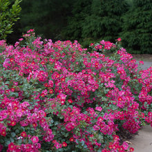 Landscaping Zone 4