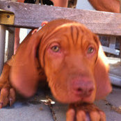Matt Smolinski's photo