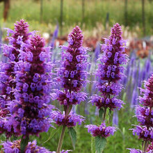 pretty planties