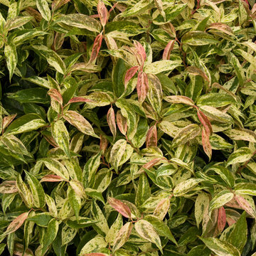 Plants