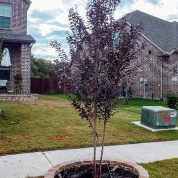 Flowering Trees & Shrubs