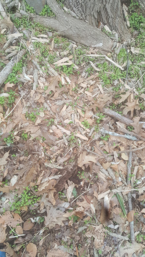 Bridgeport off, ash tree bark TX falling