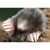 Topo Mole Rat's photo